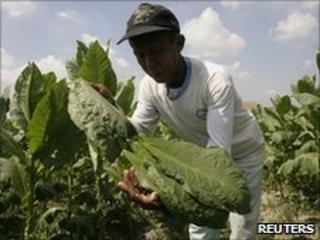 A worker harvests tobacco leaves in north Sumatra