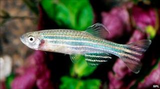 Zebrafish