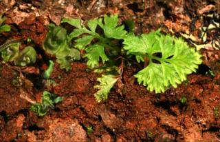 Anagramma fern
