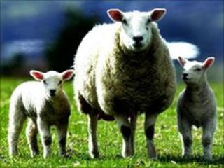 There has been a decline in locally reared lambs available for slaughter