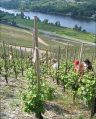 Riesling vineyard