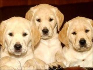 Labrador