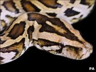 Burmese python (file photo)