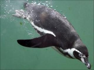 Humboldt penguin