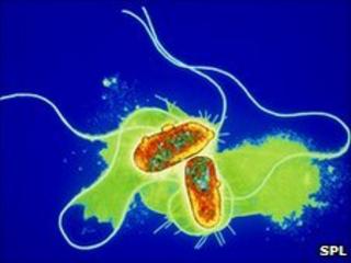 E-coli bacteria