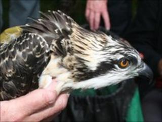 Osprey tagging
