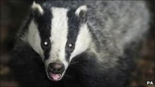 Badger (generic)