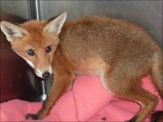 Fox a day after being rescued