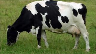 Some areas declared for grazing were covered in scrub, bracken and rushes