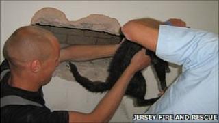 Firefighters rescue cat after drilling hole: Pic Jersey Fire and Rescue