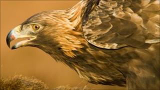 Golden eagle (Image courtesy of RSPB)