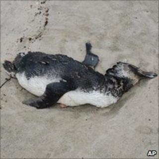 Dead penguin on Peruibe beach