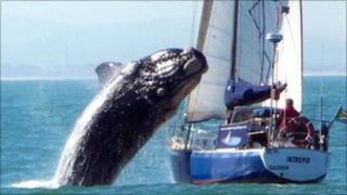 Whale landing on yacht