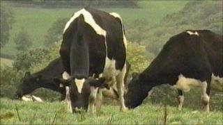 Cows grazing