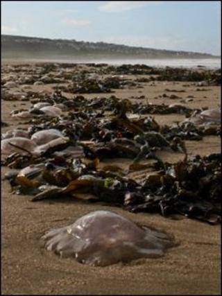 Moon jellyfish