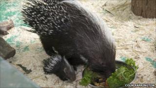African Crested Porcupines Pip and mother Snuffit. Pic: Colm Farrington
