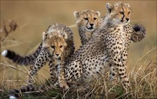 Generic pic of cheetah in Kenya