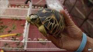 A pet shop employee shows a radiated tortoise, originally a native species of southern Madagascar during an annual flora and fauna expo in Jakarta, Indonesia