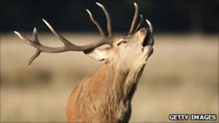 red stag