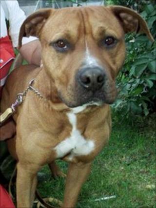 Staffordshire bull terrier with its handler