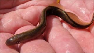 Lamprey found on the Isle of Man