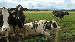 Livestock at Drumduan Farm