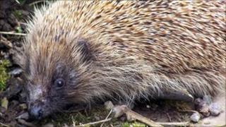 Hedgehog