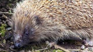 Hedgehog
