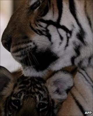 Royal Bengal Tiger