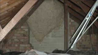 The wasps nest