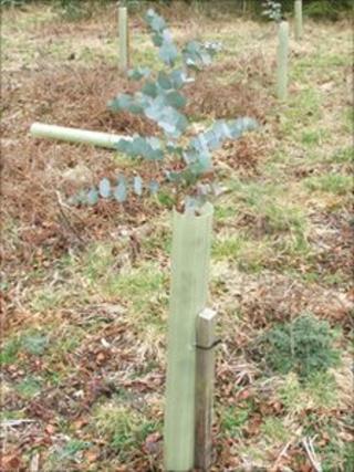 Eucalyptus sapling
