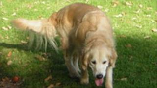 Dog generic