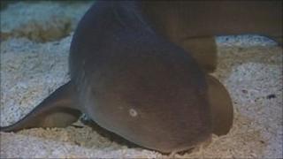 Shark at Weymouth Sea Life Centre