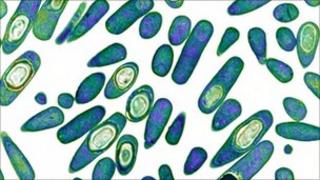 Clostridium difficile drug-resistant bacteria