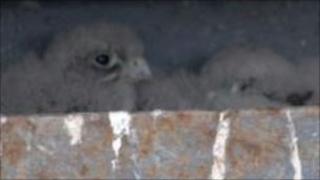 Kestrel chicks