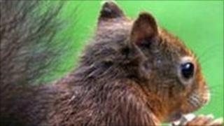 Red squirrel