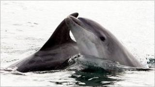 Dolphins