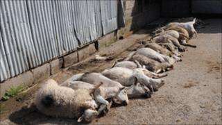 Some of the Cordiners' dead sheep (picture: dailypost.co.uk)