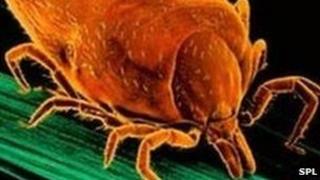 Tick