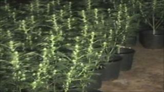 Cannabis plants found at the building
