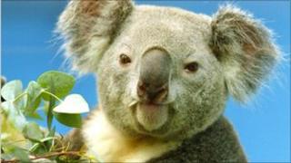 Koala bear