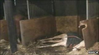 Spindle Farm horses
