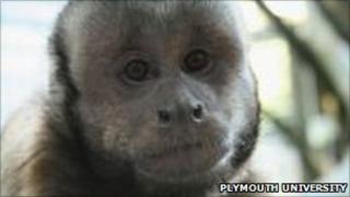 Kodak - Capuchin Monkey