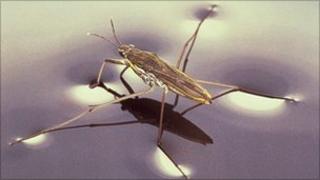 Pond skater