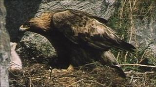 Golden eagle