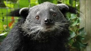 Binturong (or bearcat) at Drusillas