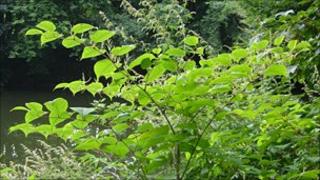 Japanese knotweed