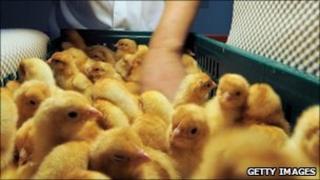 Chicks (Photo: FREDERICK FLORIN/AFP/Getty Images)