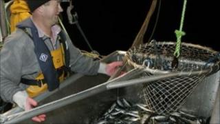 Locally-caught Cornish sardines