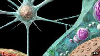 Normal green prion and abnormal pink prions